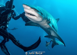 Lemon shark Jupiter, FL by John Borys 